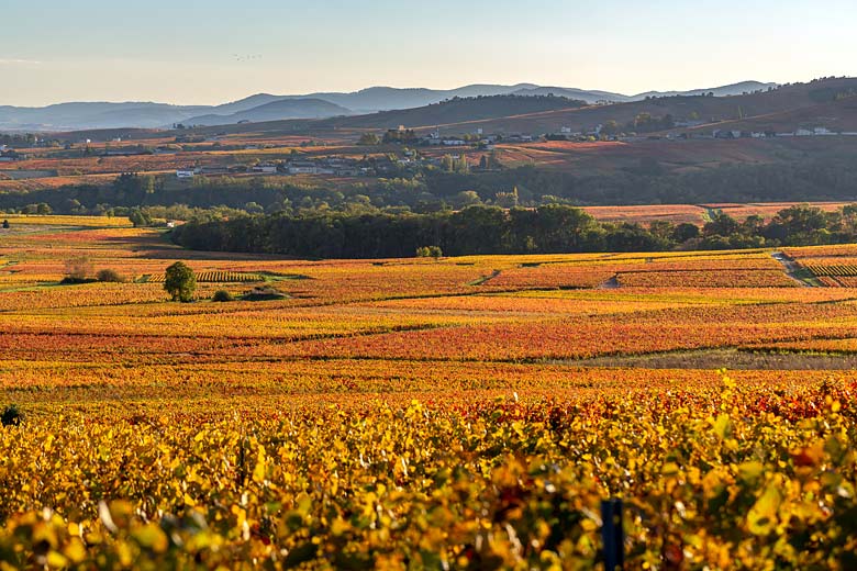 How to celebrate Beaujolais Nouveau like a local