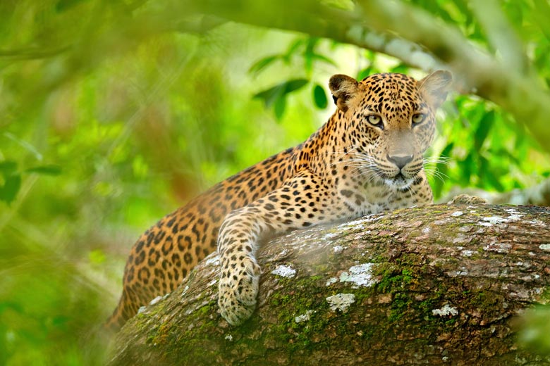 7 reasons wildlife lovers should visit Sri Lanka